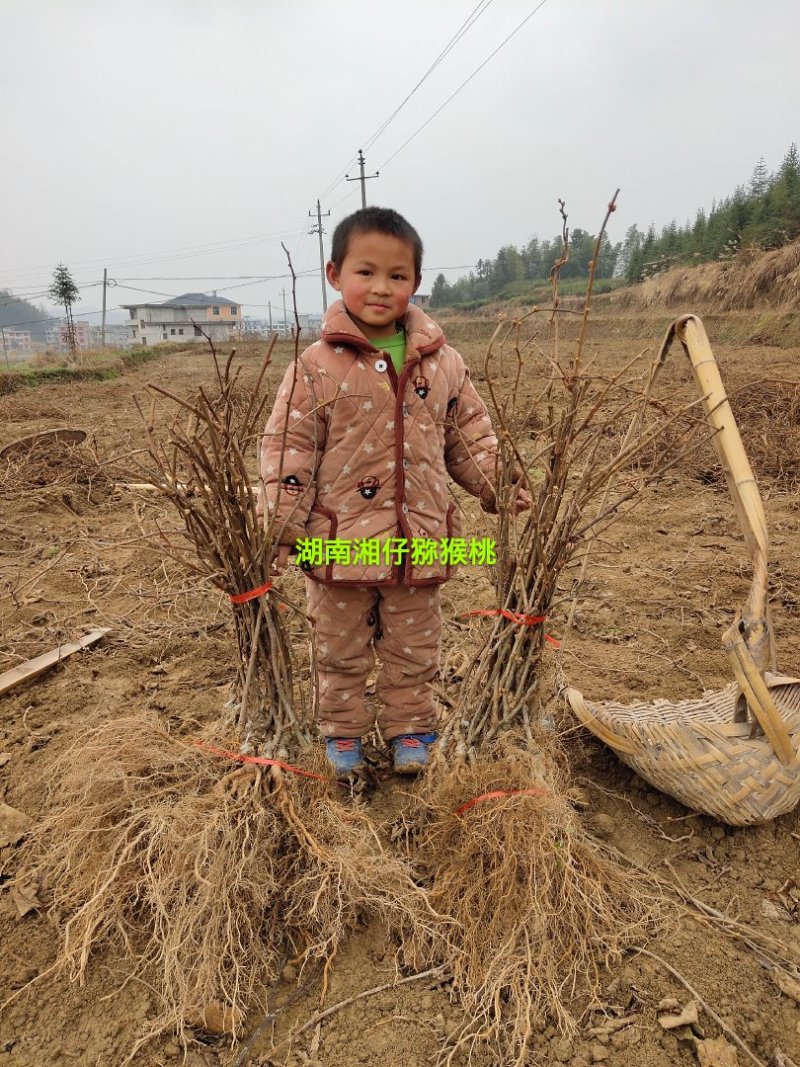 高产抗病猕猴桃苗翠玉/楚红