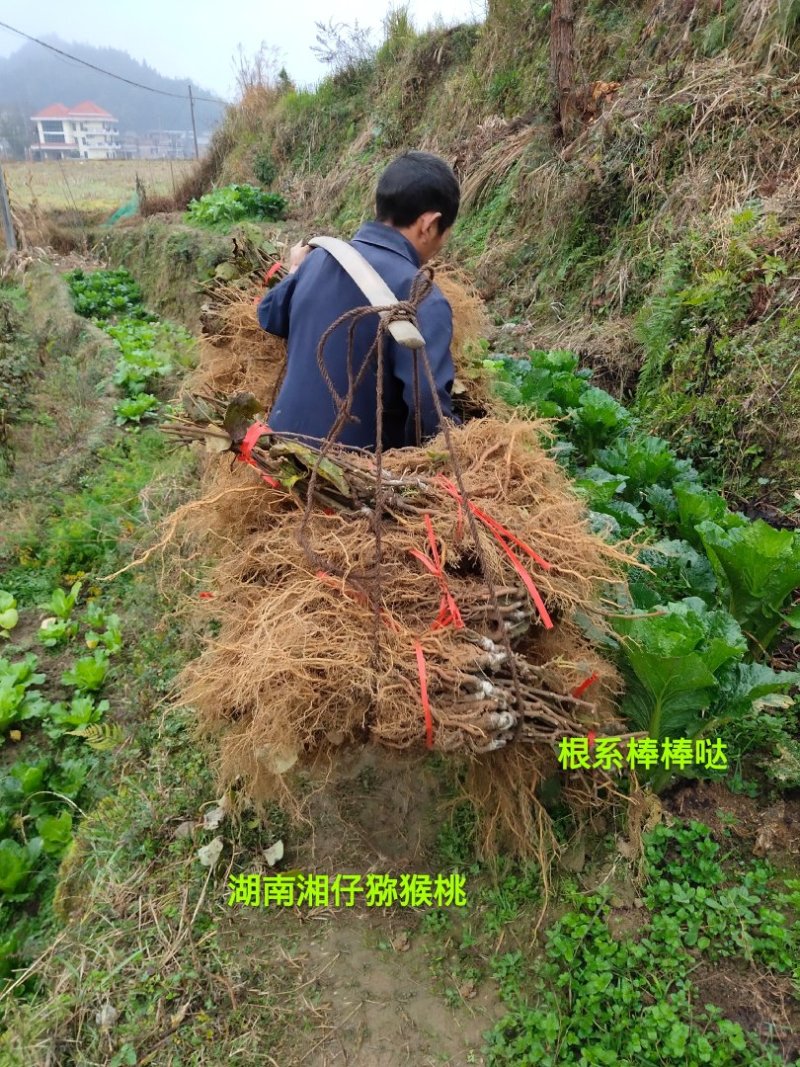 高产抗病猕猴桃苗翠玉/楚红