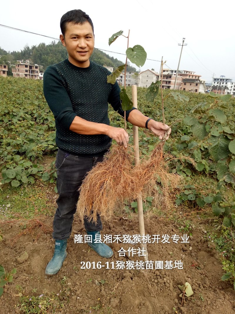 高产抗病猕猴桃苗翠玉/楚红