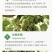高产抗病猕猴桃苗翠玉/楚红