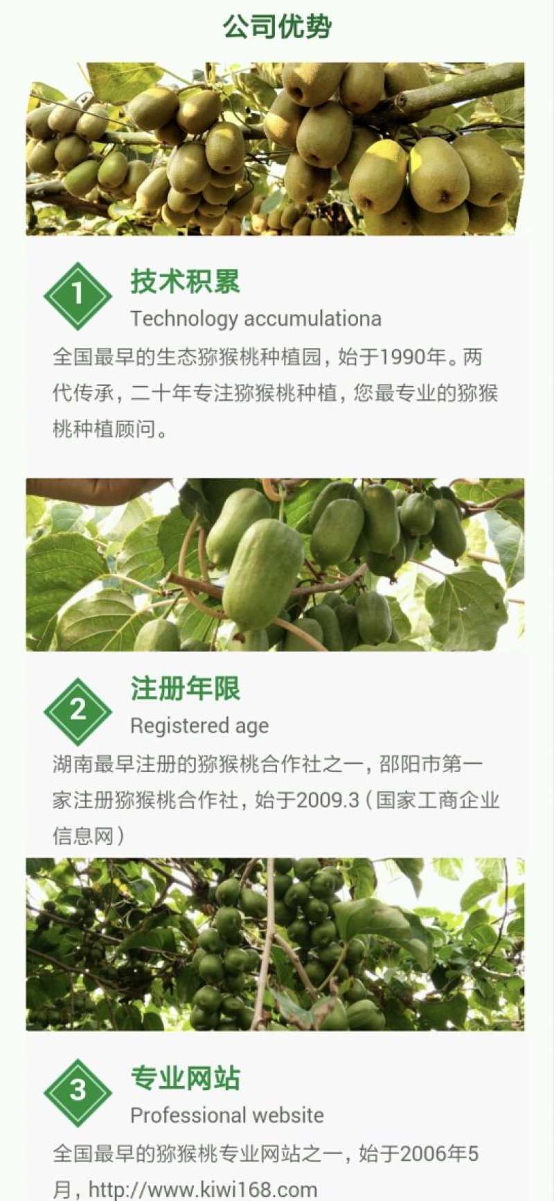 高产抗病猕猴桃苗翠玉/楚红