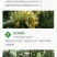 高产抗病猕猴桃苗翠玉/楚红