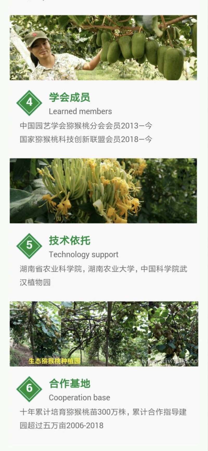 高产抗病猕猴桃苗翠玉/楚红