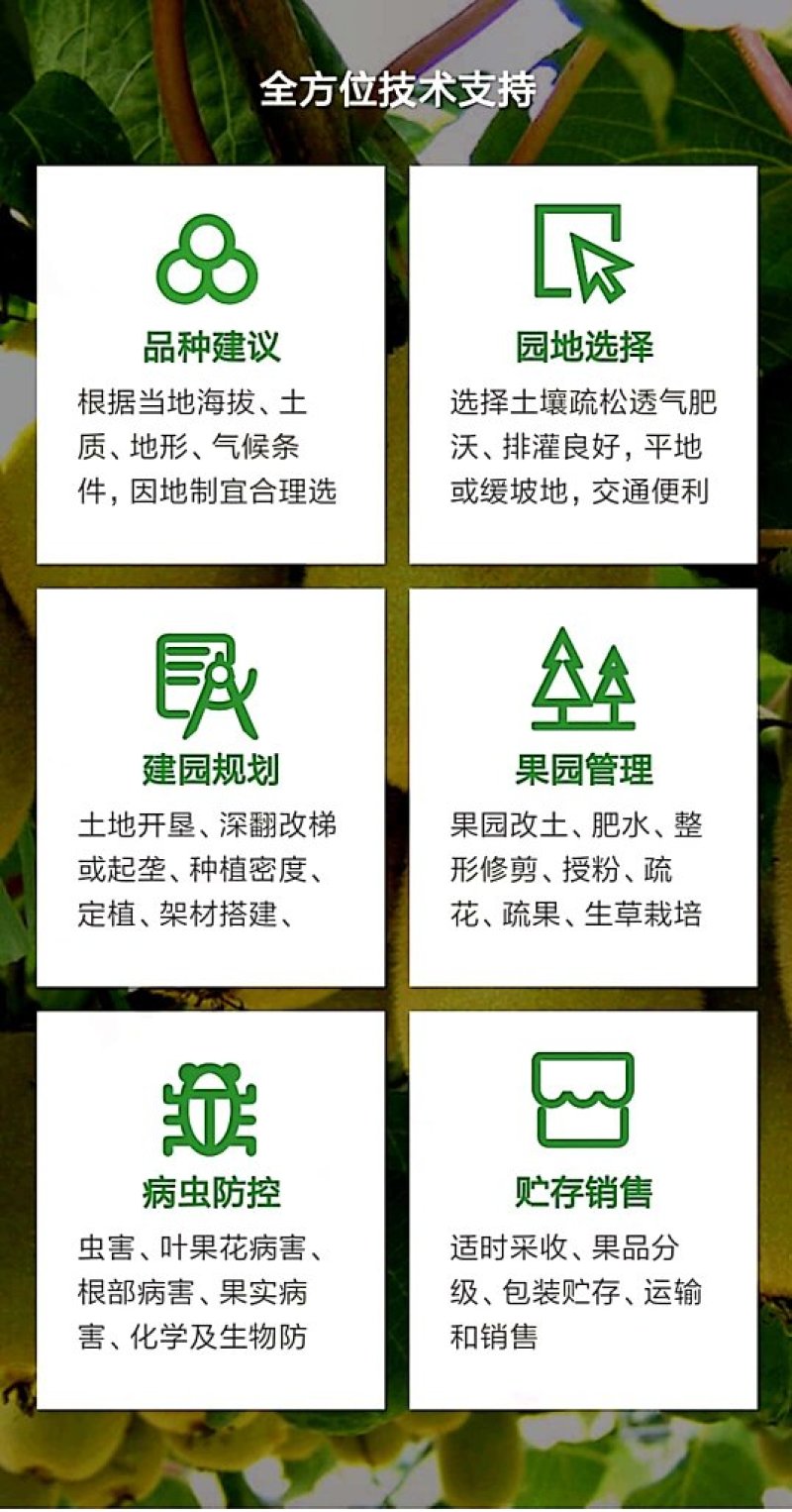 高产抗病猕猴桃苗翠玉/楚红