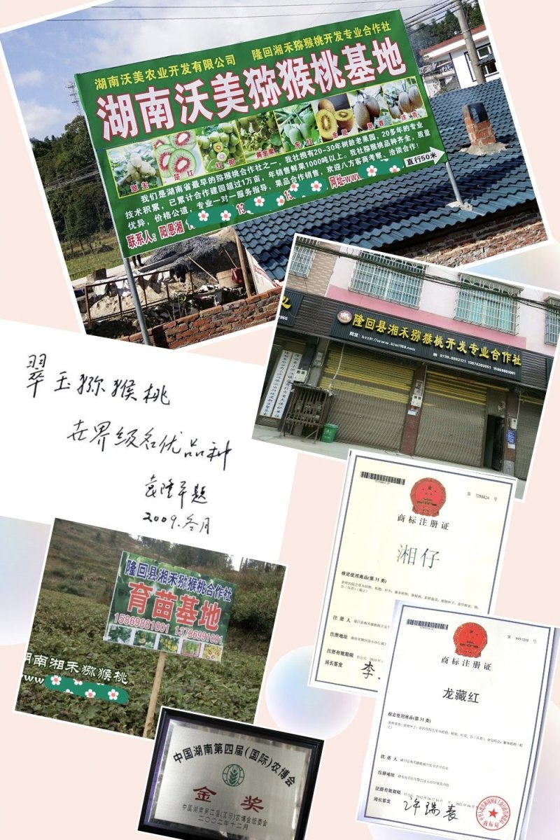高产抗病猕猴桃苗翠玉/楚红