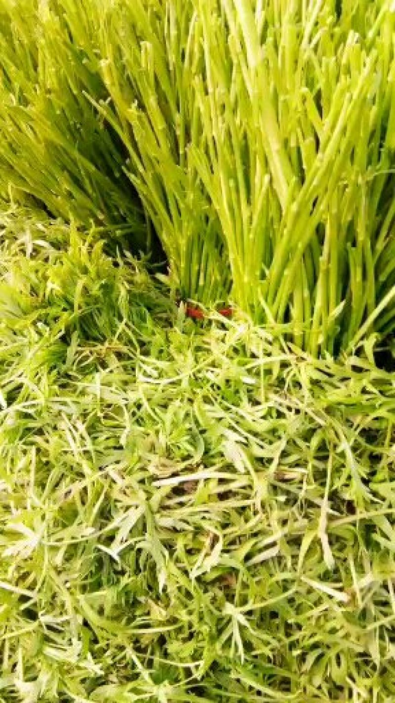 芦蒿自家种植净蒿新鲜欢迎全国客户上门验货