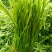 芦蒿自家种植净蒿新鲜欢迎全国客户上门验货