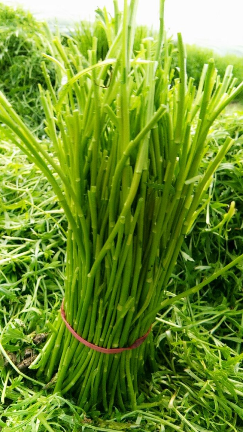 芦蒿自家种植净蒿新鲜欢迎全国客户上门验货