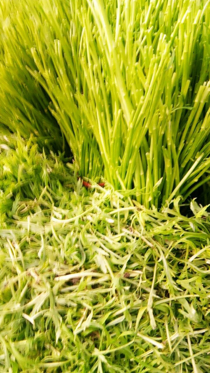 芦蒿自家种植净蒿新鲜欢迎全国客户上门验货