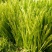 芦蒿自家种植净蒿新鲜欢迎全国客户上门验货
