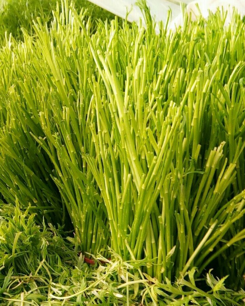 芦蒿自家种植净蒿新鲜欢迎全国客户上门验货