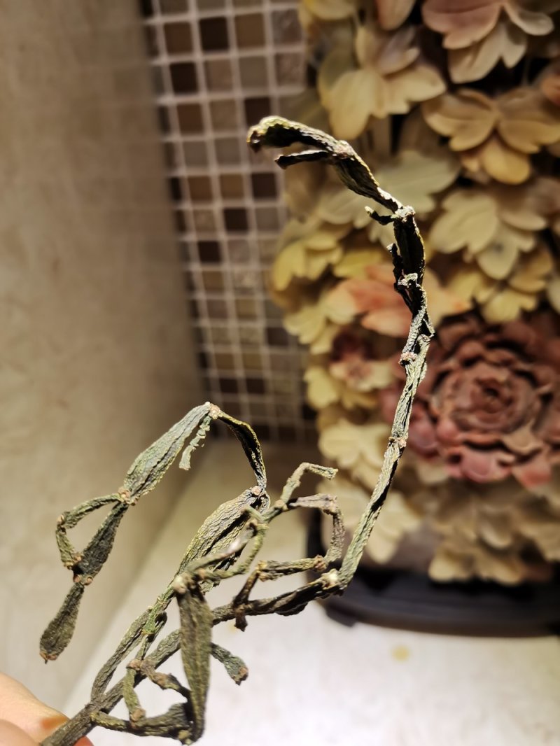 寄生草.螃蟹脚.茶寄生.古树茶寄生，香味浓郁