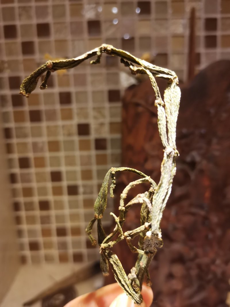 寄生草.螃蟹脚.茶寄生.古树茶寄生，香味浓郁