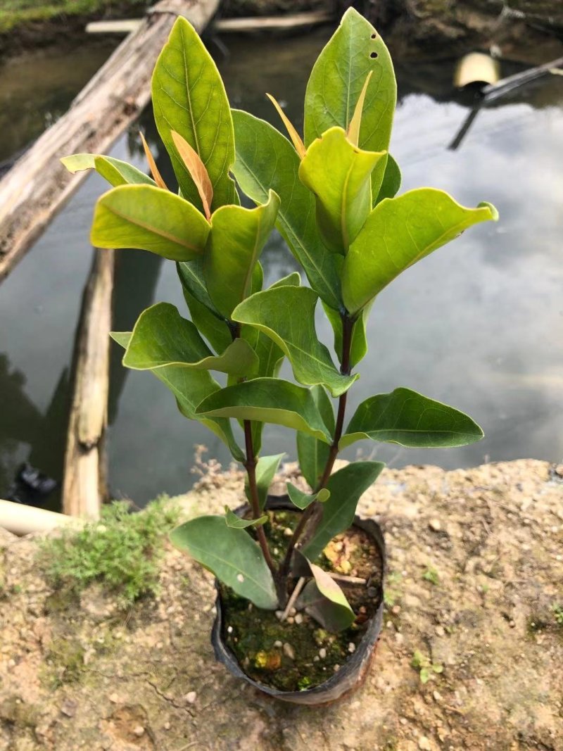 龙船花、大叶龙船花