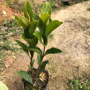 龙船花、大叶龙船花