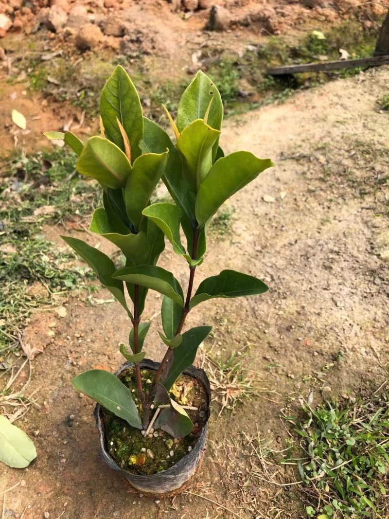 龙船花、大叶龙船花