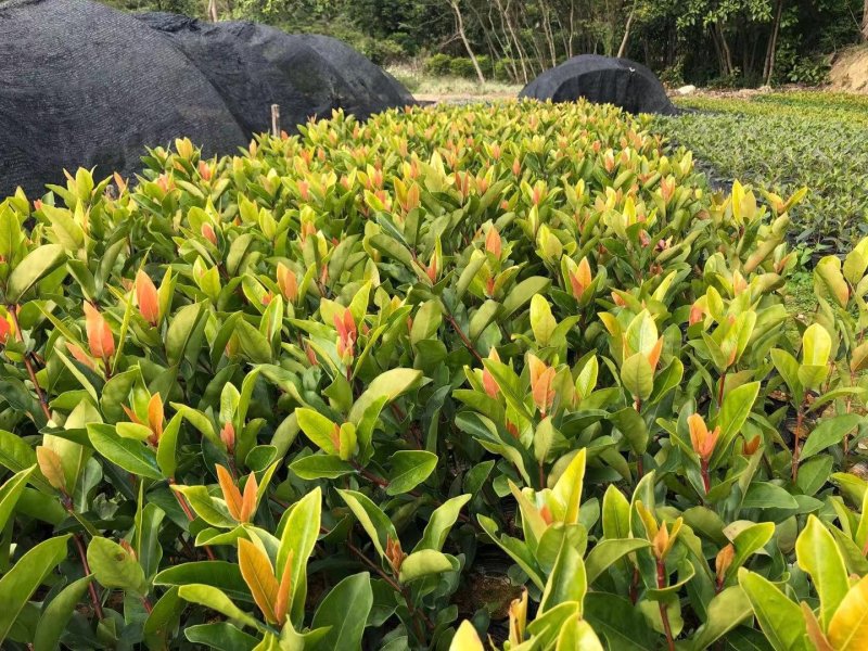龙船花、大叶龙船花