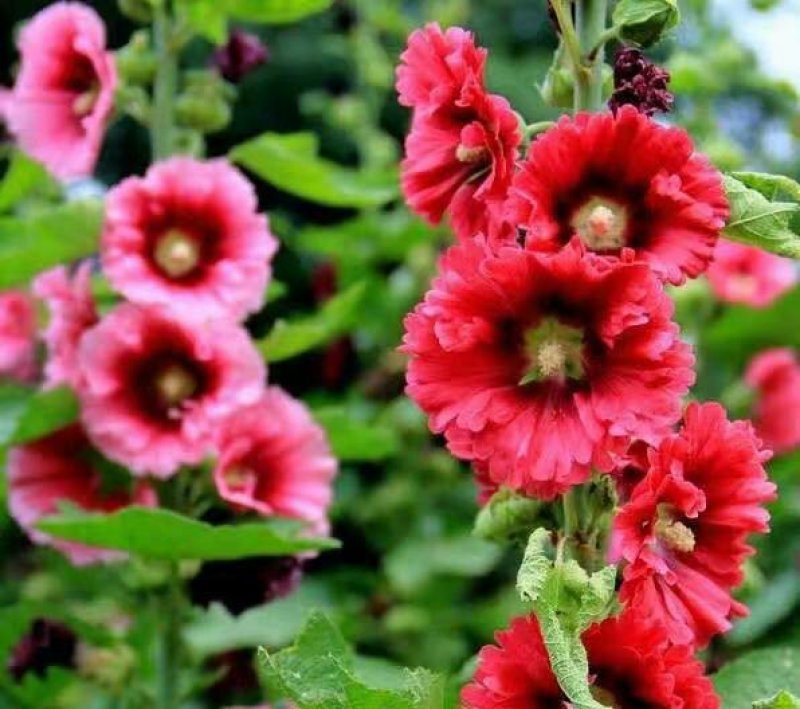 蜀葵种子进口重瓣蜀葵花种子一丈红花卉多年生野花组合种籽