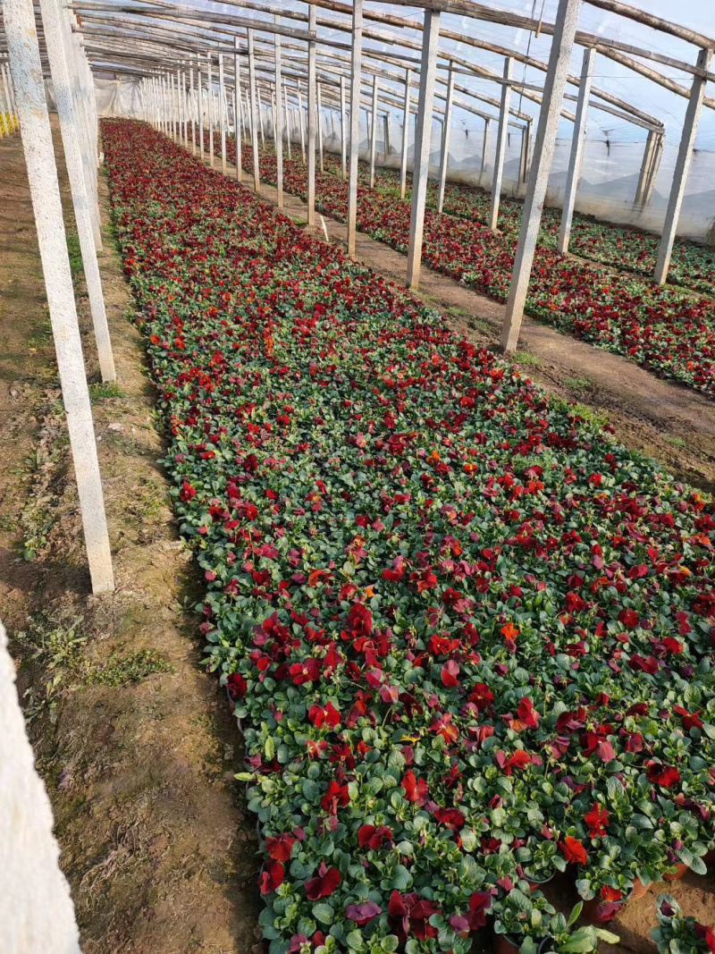 三色堇时令草花冬季耐寒