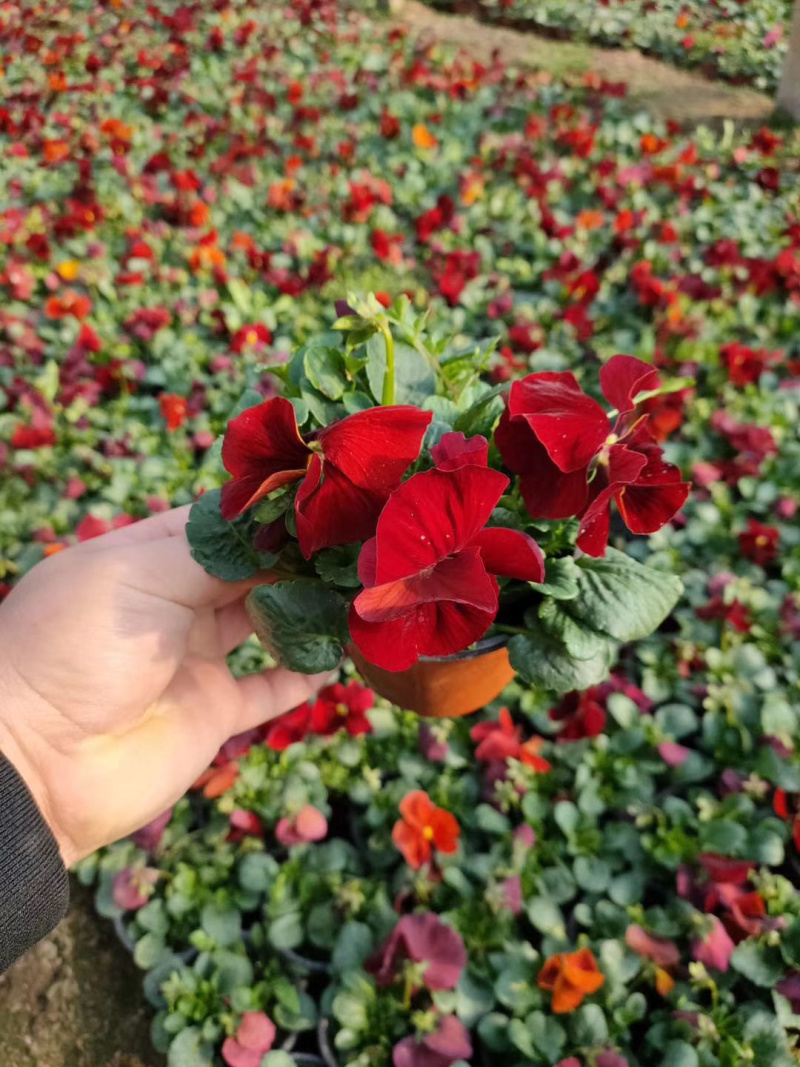三色堇时令草花冬季耐寒