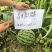 盖世麒麟西瓜种子，糖度14，抗裂京欣，薄皮红瓤，抗病