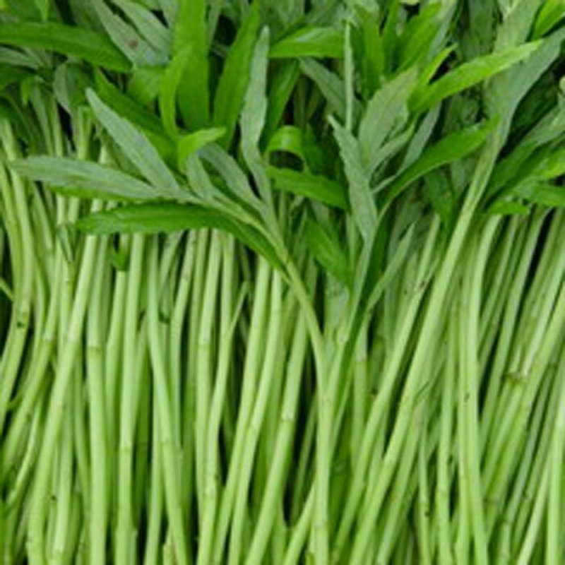蔬菜农产品芦蒿