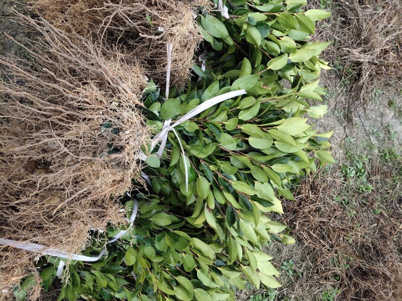 攸县湘林210系列良种嫁接油茶一年生裸根苗杯苗