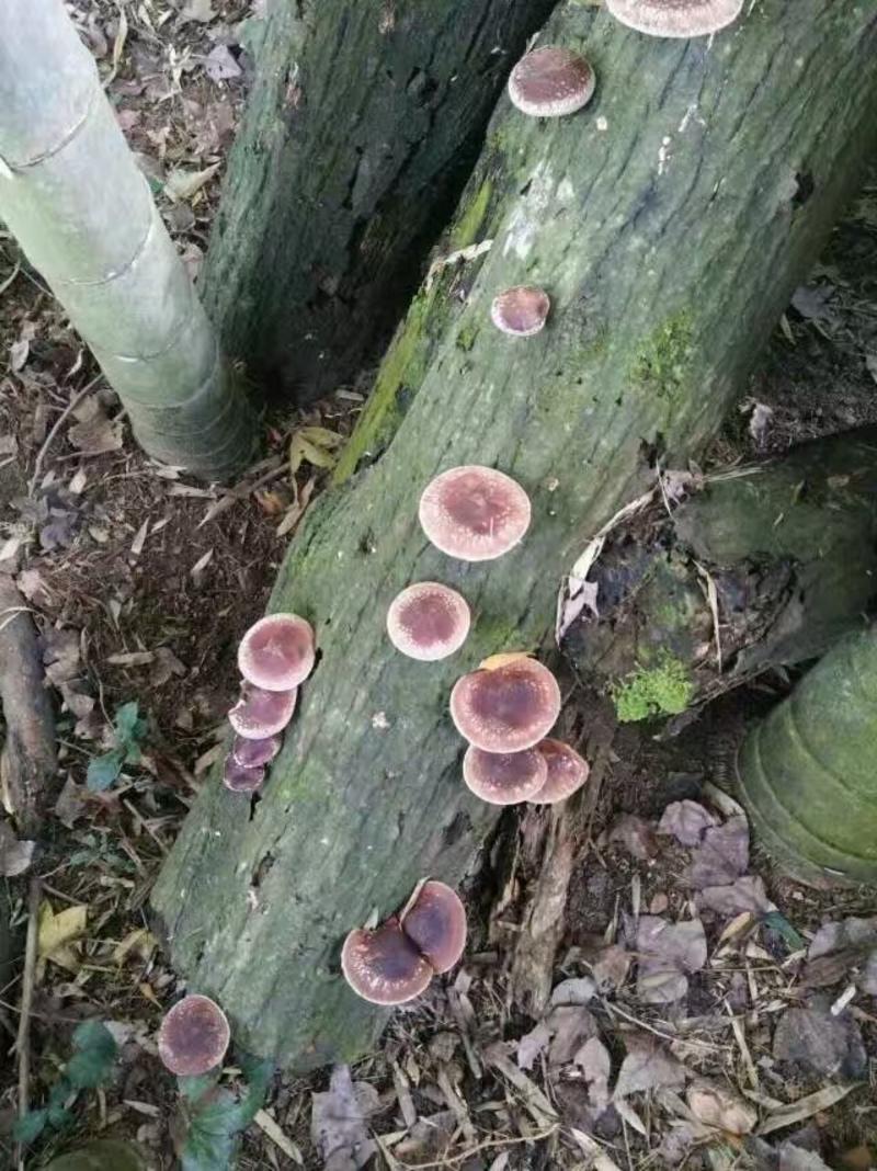 椴木原木木头栽培种植香菇木耳打孔打洞专用冲子食用菌点种工