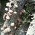 椴木原木木头栽培种植香菇木耳打孔打洞专用冲子食用菌点种工