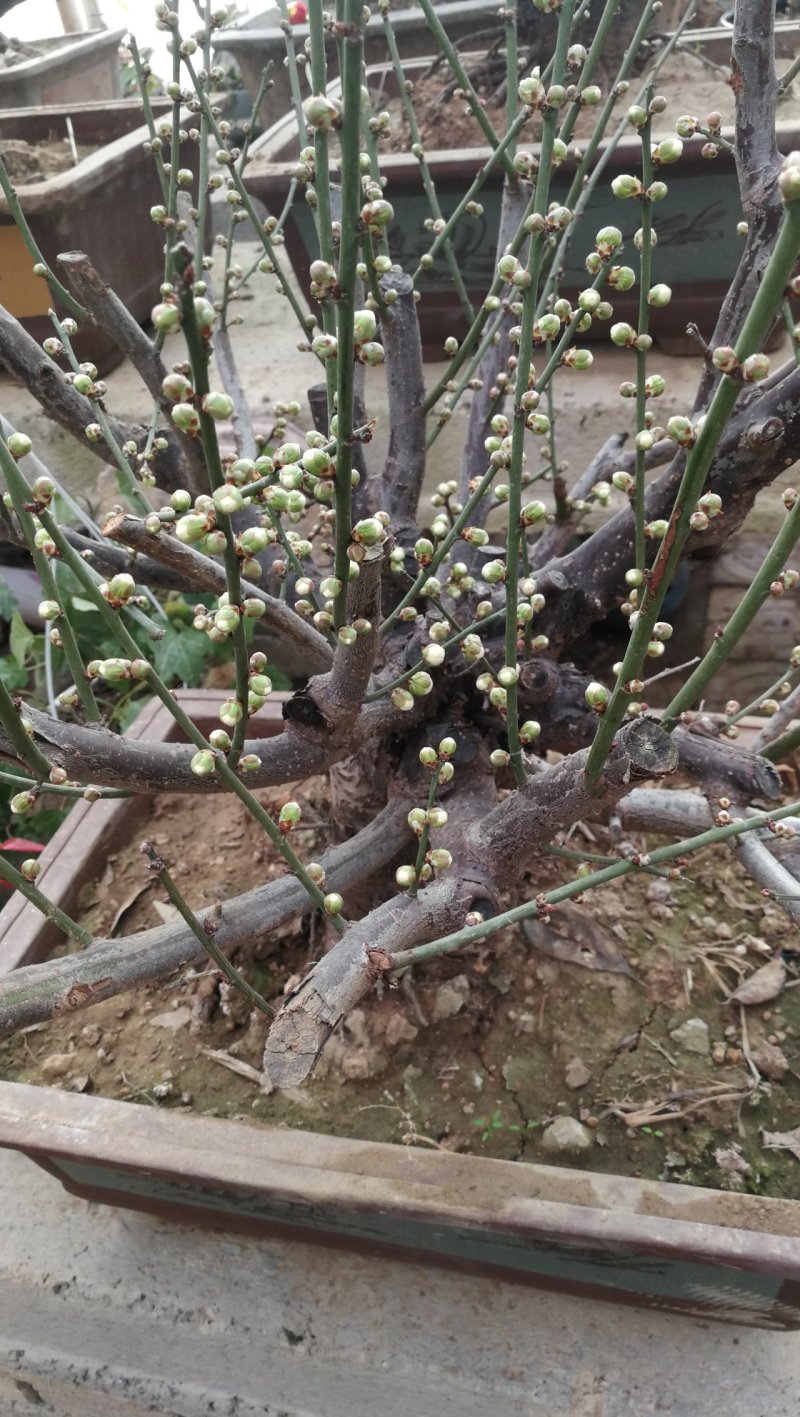 绿梅，绿鄂梅花，河南鄢陵货源，自己苗圃一手货源无中介。