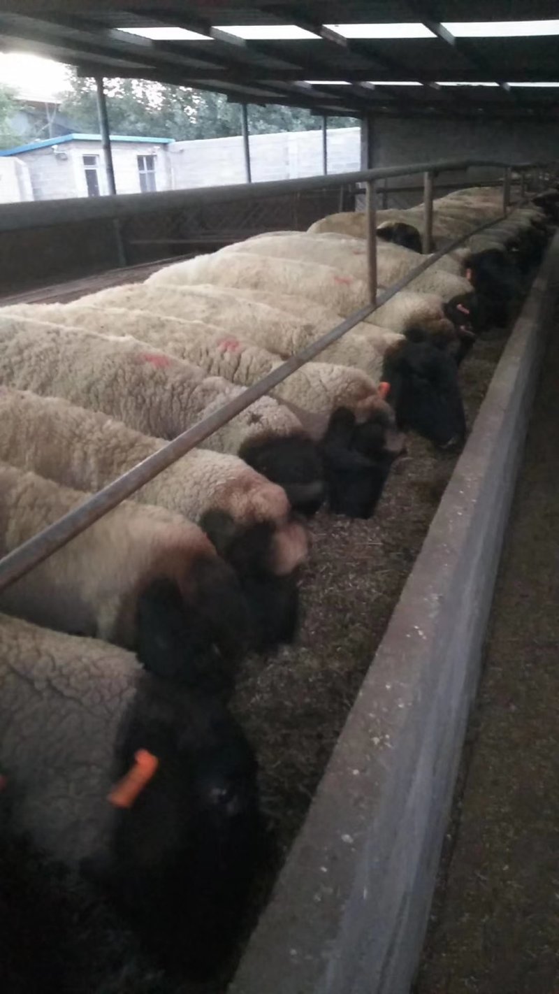 萨福克羊耐寒抗热出肉率高免费送货