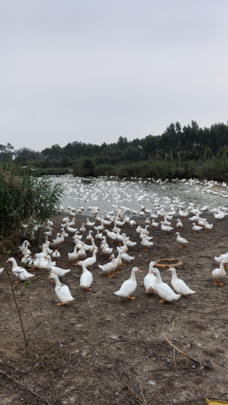 一点黑鸭