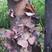 毛木耳椴木油桐树种植栽培种子种苗食用菌种种包