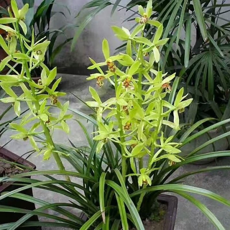 兰花带花苞春兰蕙兰兰花苗墨兰建兰四季兰兰花草盆栽花卉绿植