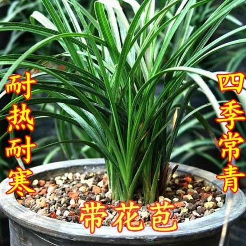 兰花带花苞春兰蕙兰兰花苗墨兰建兰四季兰兰花草盆栽花卉绿植