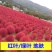 红地肤种子扫帚苗孔雀松景观花海庭院草