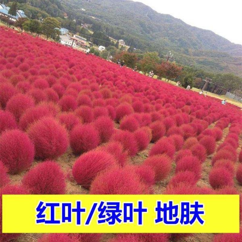 红地肤种子扫帚苗孔雀松景观花海庭院草
