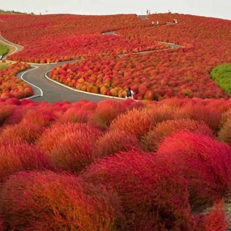 红地肤种子扫帚苗孔雀松景观花海庭院草