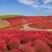 红地肤种子扫帚苗孔雀松景观花海庭院草