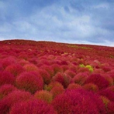 红地肤种子扫帚苗孔雀松景观花海庭院草