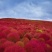 红地肤种子扫帚苗孔雀松景观花海庭院草