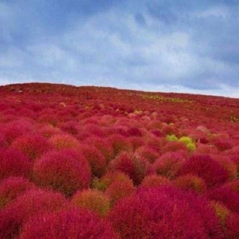 红地肤种子扫帚苗孔雀松景观花海庭院草