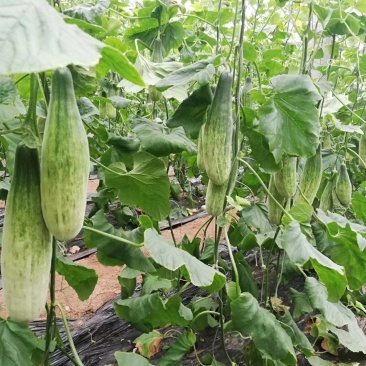 羊角蜜甜瓜大量上市啦！