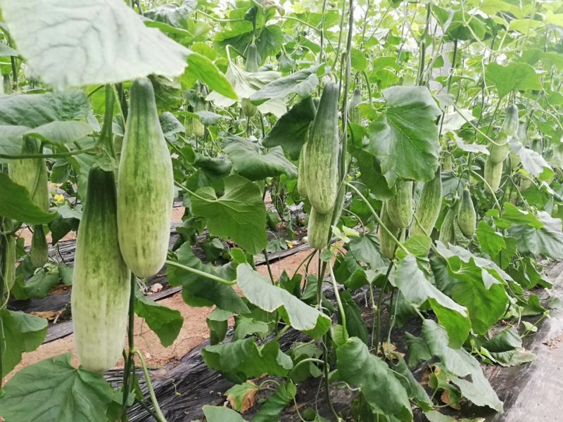 羊角蜜甜瓜大量上市啦！
