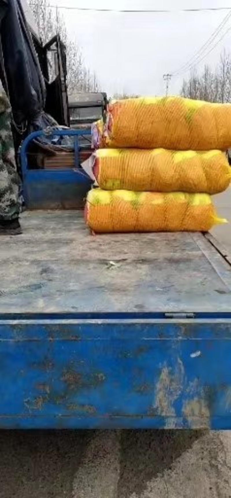 吉林白城洮南优质黄心白菜，精品包装，东北地区仅此一家