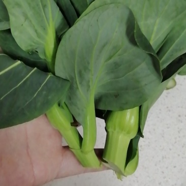 菜苔