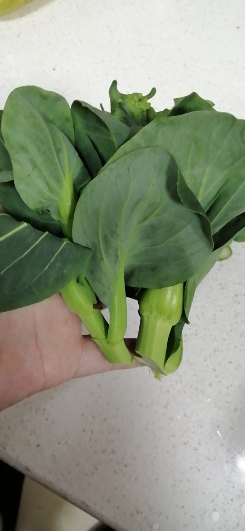 菜苔