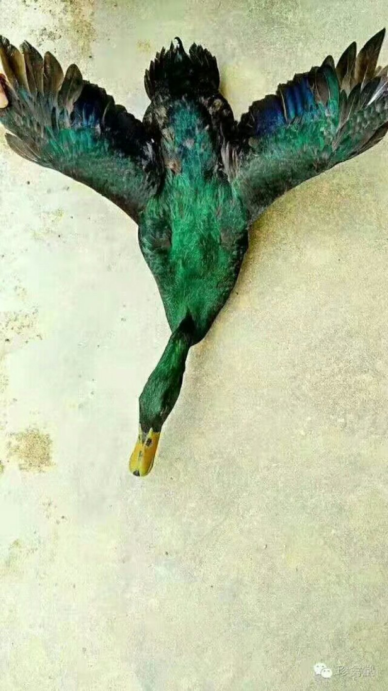 绿色土牙