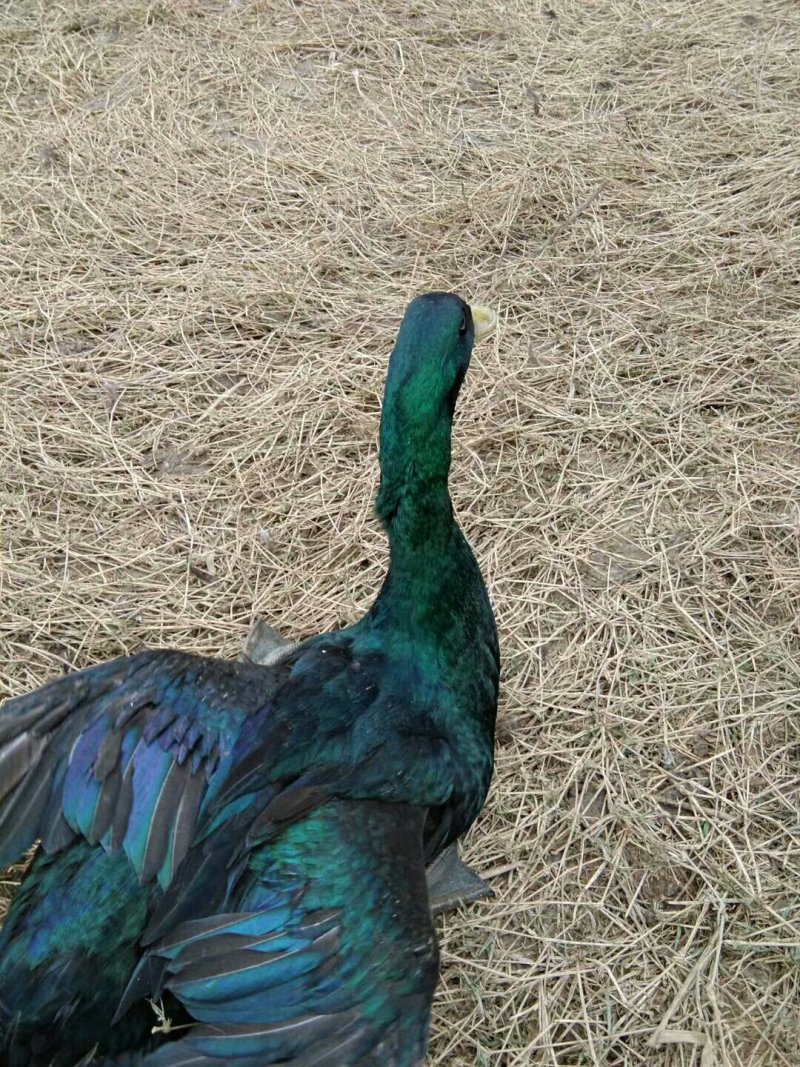 绿色土牙