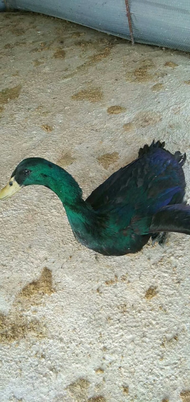 绿色土牙